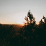 Sunset over a silhouetted forest.