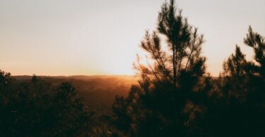 Sunset over a silhouetted forest.