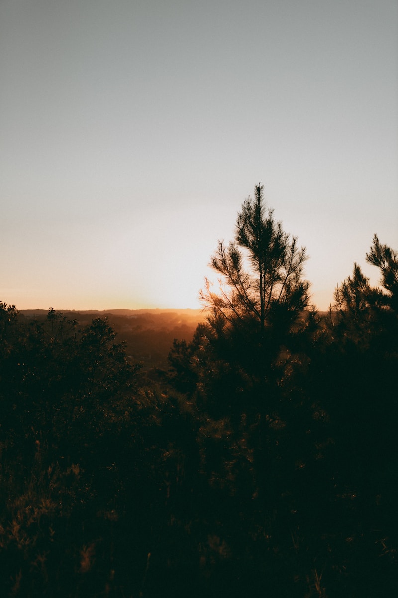 Sunset over a silhouetted forest.