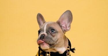 A french bulldog in a hoodie and gold chain.