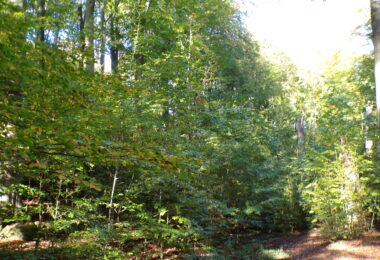 Kodak digital still camera