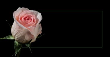 condolence card, death, dying, grief, rose, pink, solemn, bereavement, remembrance, memorial, sympathy, loss, peace, serenity, farewell, respect, mourning, single flower, dark background, tranquility, ai generated