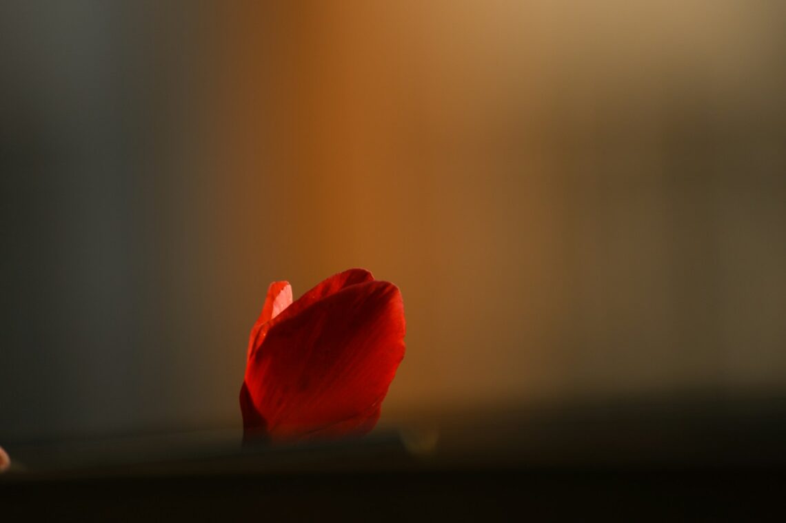 A red petal floats against an orange glow.