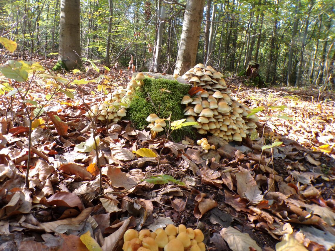 Kodak digital still camera