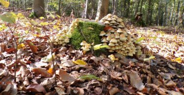 Kodak digital still camera