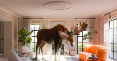 Moose stands in a brightly lit, modern living room.