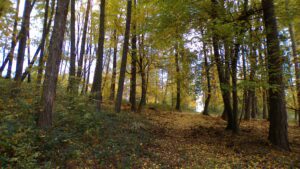 Kodak digital still camera