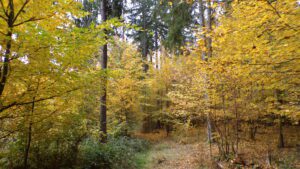 Kodak digital still camera