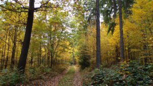 Kodak digital still camera