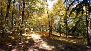 Kodak digital still camera