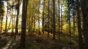 Kodak digital still camera