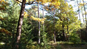 Kodak digital still camera