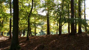 Kodak digital still camera