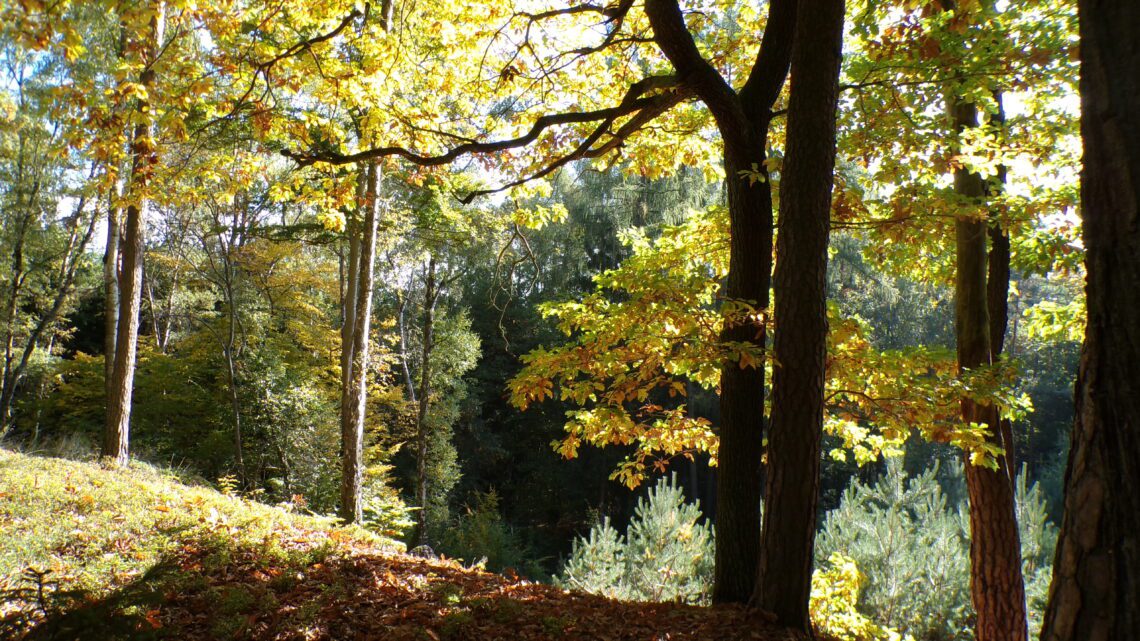 Kodak digital still camera