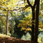 Kodak digital still camera