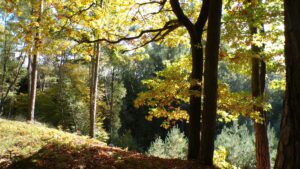 Kodak digital still camera