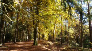 Kodak digital still camera