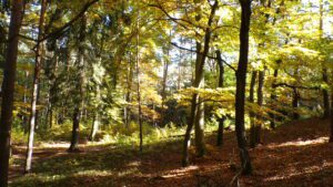 Kodak digital still camera