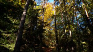 Kodak digital still camera