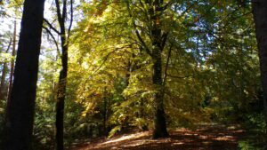 Kodak digital still camera