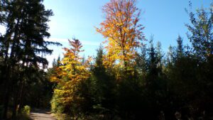 Kodak digital still camera