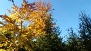 Kodak digital still camera