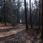 KODAK Digital Still Camera