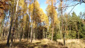 KODAK Digital Still Camera