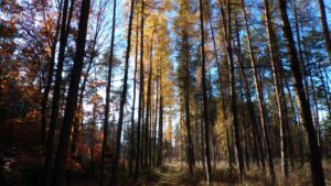 KODAK Digital Still Camera