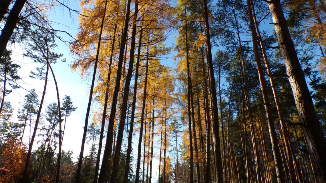 KODAK Digital Still Camera