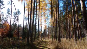 KODAK Digital Still Camera