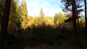 Kodak digital still camera