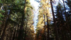 Kodak digital still camera