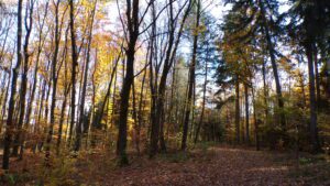 Kodak digital still camera