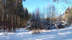 KODAK Digital Still Camera