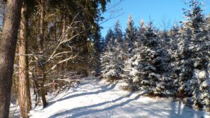 KODAK Digital Still Camera