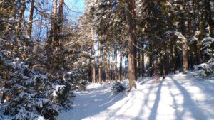 KODAK Digital Still Camera