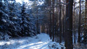 KODAK Digital Still Camera