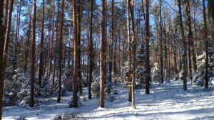 KODAK Digital Still Camera