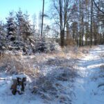 KODAK Digital Still Camera