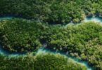 Aerial view of a winding river through lush green forest.