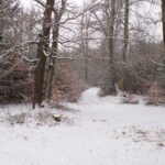 KODAK Digital Still Camera