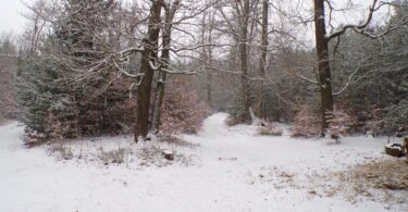 KODAK Digital Still Camera