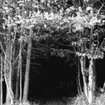 Screenshot 20260216 085317 (1)