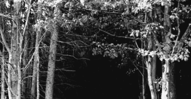 Screenshot 20260216 085317 (1)