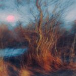 Bare tree with pink sun and dry grass