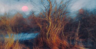 Bare tree with pink sun and dry grass