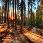 1129351 sunlight landscape forest nature spruce wilderness jungle tree autumn season trail woodland grove habitat natural environment woody plant geographical feature ecosystem