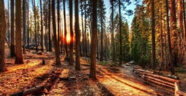 1129351 sunlight landscape forest nature spruce wilderness jungle tree autumn season trail woodland grove habitat natural environment woody plant geographical feature ecosystem