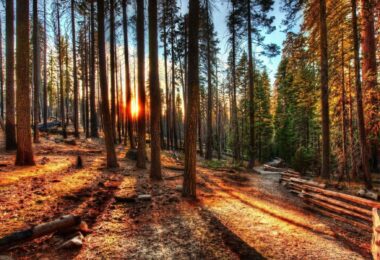 1129351 sunlight landscape forest nature spruce wilderness jungle tree autumn season trail woodland grove habitat natural environment woody plant geographical feature ecosystem